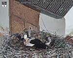 Capi_Dubne_20250511_073503.jpg