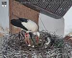 Capi_Dubne_20250511_074003.jpg