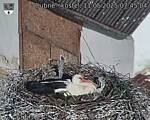 Capi_Dubne_20250511_074504.jpg