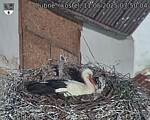 Capi_Dubne_20250511_075004.jpg