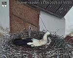 Capi_Dubne_20250511_075503.jpg