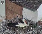 Capi_Dubne_20250511_080003.jpg