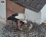 Capi_Dubne_20250511_081003.jpg