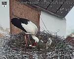 Capi_Dubne_20250511_081502.jpg