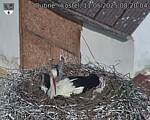 Capi_Dubne_20250511_082004.jpg