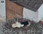Capi_Dubne_20250511_082503.jpg