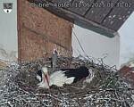 Capi_Dubne_20250511_083002.jpg