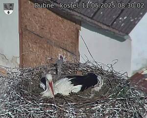Capi_Dubne_20250511_083002.jpg (1350 x 1080)
