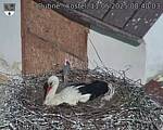 Capi_Dubne_20250511_084003.jpg