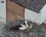 Capi_Dubne_20250511_085004.jpg