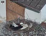 Capi_Dubne_20250511_090003.jpg