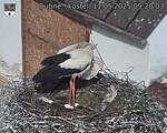 Capi_Dubne_20250511_092003.jpg