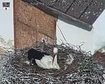 Capi_Dubne_20250511_092504.jpg