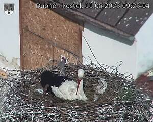 Capi_Dubne_20250511_092504.jpg (1350 x 1080)