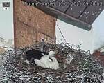 Capi_Dubne_20250511_093003.jpg