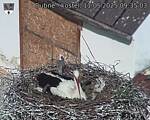 Capi_Dubne_20250511_093503.jpg