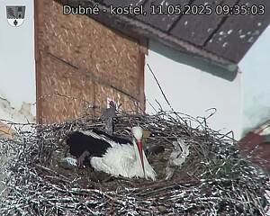 Capi_Dubne_20250511_093503.jpg (1350 x 1080)