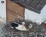 Capi_Dubne_20250511_094003.jpg