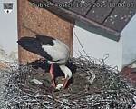 Capi_Dubne_20250511_100003.jpg