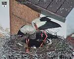 Capi_Dubne_20250511_100504.jpg