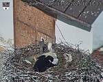 Capi_Dubne_20250511_101003.jpg