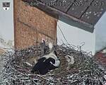 Capi_Dubne_20250511_101503.jpg