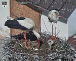 Capi_Dubne_20250511_102003.jpg