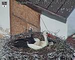 Capi_Dubne_20250511_102503.jpg