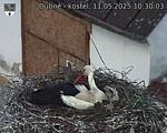 Capi_Dubne_20250511_103003.jpg