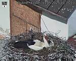 Capi_Dubne_20250511_103503.jpg