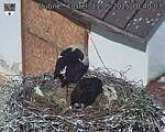 Capi_Dubne_20250511_104003.jpg