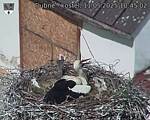 Capi_Dubne_20250511_104502.jpg