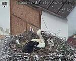 Capi_Dubne_20250511_105003.jpg