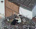 Capi_Dubne_20250511_105503.jpg