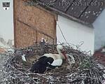 Capi_Dubne_20250511_110003.jpg