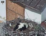 Capi_Dubne_20250511_110502.jpg