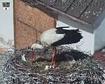 Capi_Dubne_20250511_111002.jpg