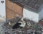 Capi_Dubne_20250511_111504.jpg