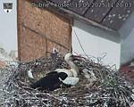 Capi_Dubne_20250511_112003.jpg