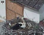 Capi_Dubne_20250511_112503.jpg