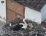 Capi_Dubne_20250511_113002.jpg