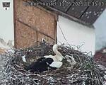 Capi_Dubne_20250511_113503.jpg