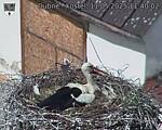 Capi_Dubne_20250511_114002.jpg