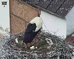 Capi_Dubne_20250511_114503.jpg