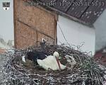 Capi_Dubne_20250511_115003.jpg