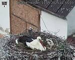 Capi_Dubne_20250511_115503.jpg