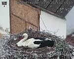 Capi_Dubne_20250511_121503.jpg