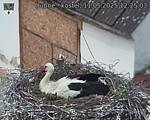 Capi_Dubne_20250511_122503.jpg