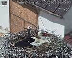 Capi_Dubne_20250511_124503.jpg
