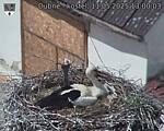Capi_Dubne_20250511_130003.jpg
